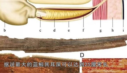 「鲸」的年龄是如何测定的？