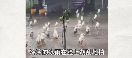 为什么下雨时，鸭子就在雨中傻站着一动不动？