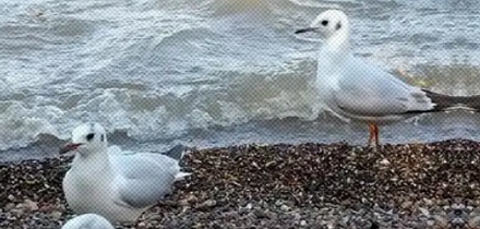 为什么海鸥总爱在海边跳踢踏舞？