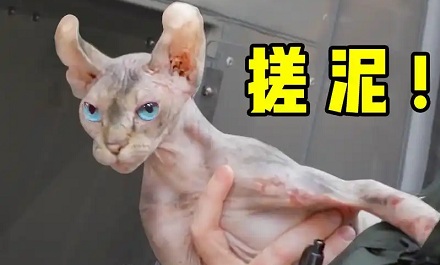 为什么无毛猫的出油量这么巨大？