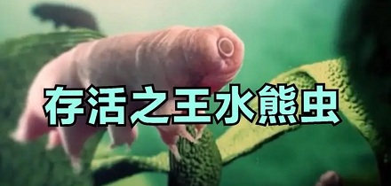 「地表最强生物」是什么？