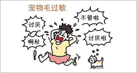 对猫过敏是由猫毛引起的吗？