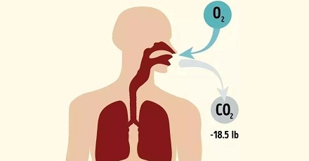 人体大部分的脂肪是怎么消耗掉的？