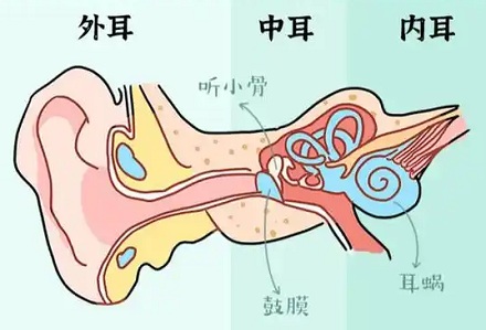 为什么人吃太饱容易听不清？