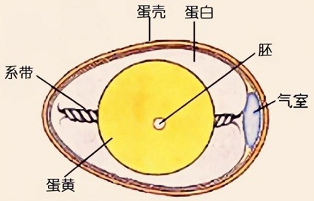 鸡蛋两端一大一小有什么用？