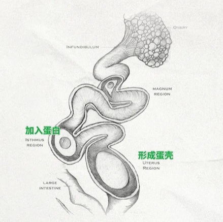 为啥有的鸡蛋蛋黄是透明的？