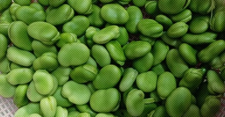 为什么蚕豆和臭袜子是同一个味道?
