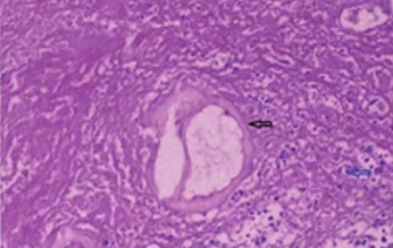 川西为啥不让玩狗？