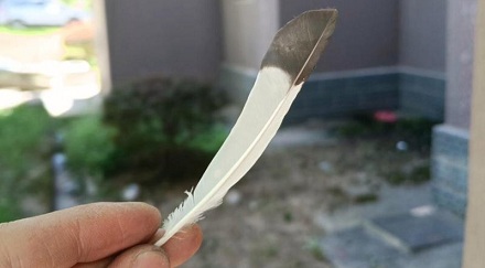 为什么从大鹅左翅膀上拔的毛做成的羽毛球最好？