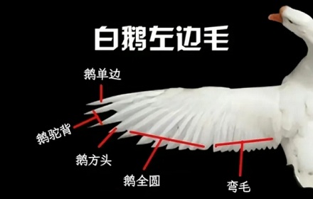 为什么从大鹅左翅膀上拔的毛做成的羽毛球最好？