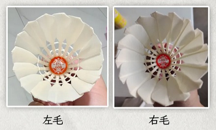 为什么从大鹅左翅膀上拔的毛做成的羽毛球最好？
