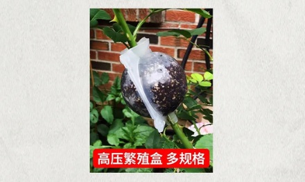 为什么有的果农要在树干中间绑一个橙子壳?