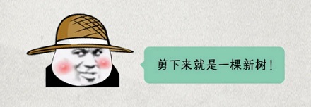 为什么有的果农要在树干中间绑一个橙子壳?