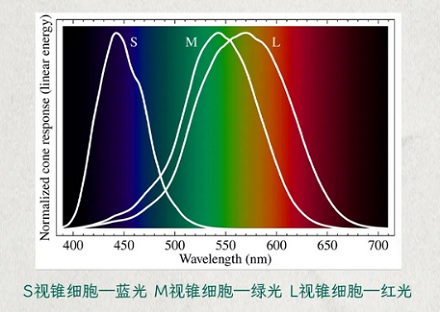 为什么在阳光下闭眼久了睁眼视野会变绿?