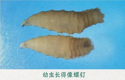 为什么美国要往墨西哥投放几十亿只苍蝇?