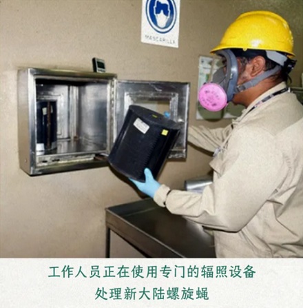 为什么美国要往墨西哥投放几十亿只苍蝇?