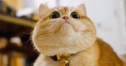 为什么只有人类的眼睛有大块眼白?