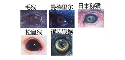 为什么只有人类的眼睛有大块眼白?