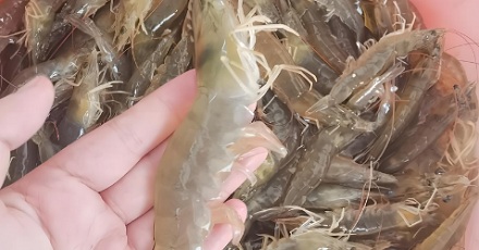 咸水虾性别由光照决定?