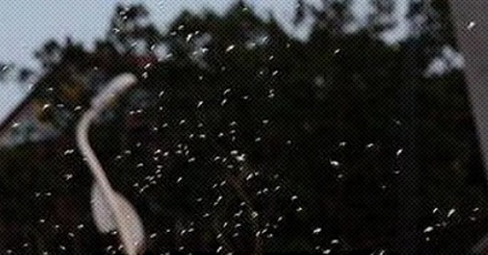 为什么在夏天头顶总有一大团蚊子？