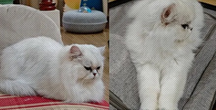 旧世界猫和新世界猫是什么东西？有什么区别？