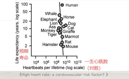 为什么几乎所有哺乳动物的心跳,都是一生 7 亿次左右?