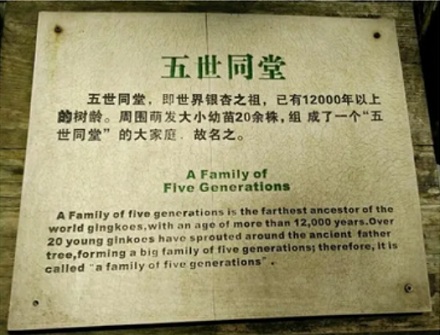 为什么满大街都是银杏树，银否却是濒危物种？