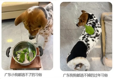 为啥柚子叶在广东被认为可以去晦气？