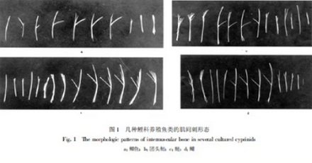 为什么吃淡水鱼更容易被鱼刺卡嗓子？