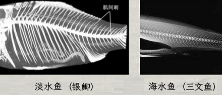 为什么吃淡水鱼更容易被鱼刺卡嗓子？