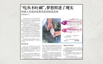 为什么吃淡水鱼更容易被鱼刺卡嗓子？