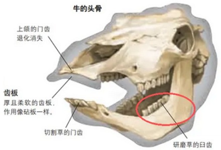 为什么大多数袋鼠到最后，都是饿死的？