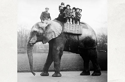 为什么那么多水果里，只有车厘子是用 J 来区分大小的？