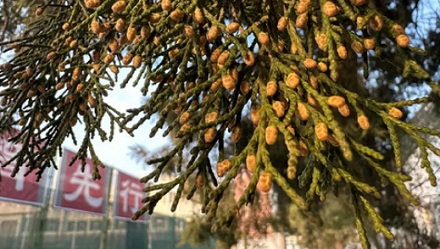 为什么说春天要小心那些看起来「不会开花的树」？