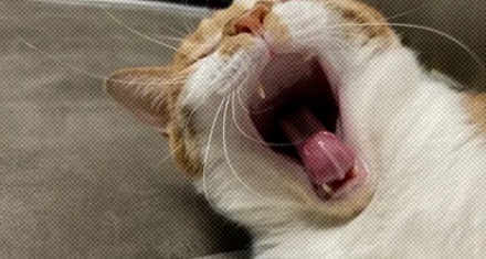 为什么打哈欠时，能更快发现蜘蛛和蟑螂？