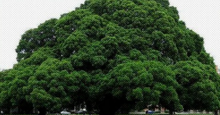 为啥说「榕树不容人」？房屋十米之内不要种榕树？