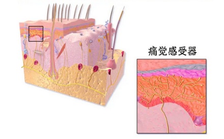胳膊肘的皮为什么是「死皮」，怎么掐都不疼？