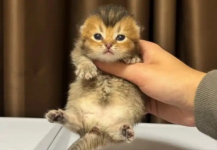 为什么管功夫不好叫「三脚猫」？