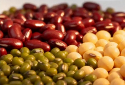 为什么说「红豆配相思」，而绿豆却只能「配王八」？