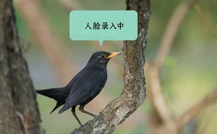 为什么说千万千万不要惹黄嘴的黑鸟？