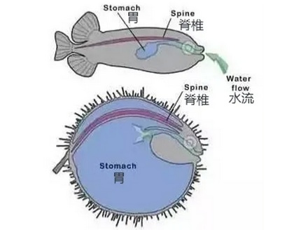 用针扎进膨胀的河豚，河豚会爆炸吗？