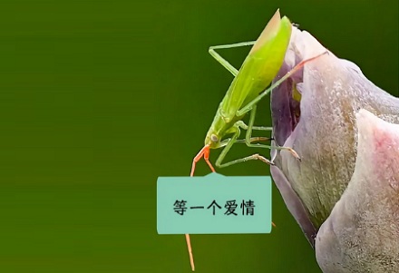 为什么最近江浙沪，晚上会听到神秘电流声？是哪里漏电了吗？