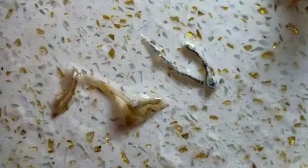 为啥用芥末泡虾，虾会把虾线吐出来？