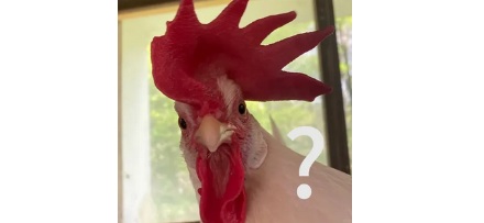 如果人类没有见过鸡，只凭副鸡骨架，能够真实还原出鸡的样子吗？