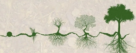 肯尼亚人为什么要在全国到处扔黑色小球？