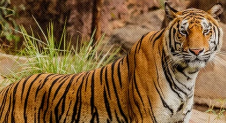 大虫、长虫…古人为什么喜欢用「虫」来称呼动物？