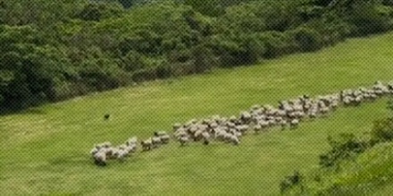 为什么牧羊犬天生就能指挥羊群进退？