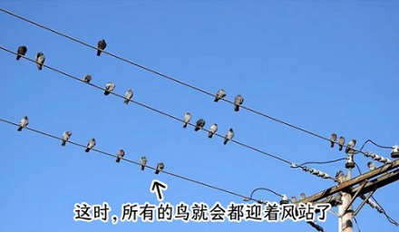 为什么电线上的鸟喜欢面朝同一个方向站？