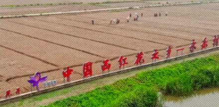 我国最大的藏红花产地，为什么在上海崇明？