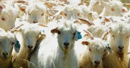 阉猪惊天动地，骗羊为何悄无声息？